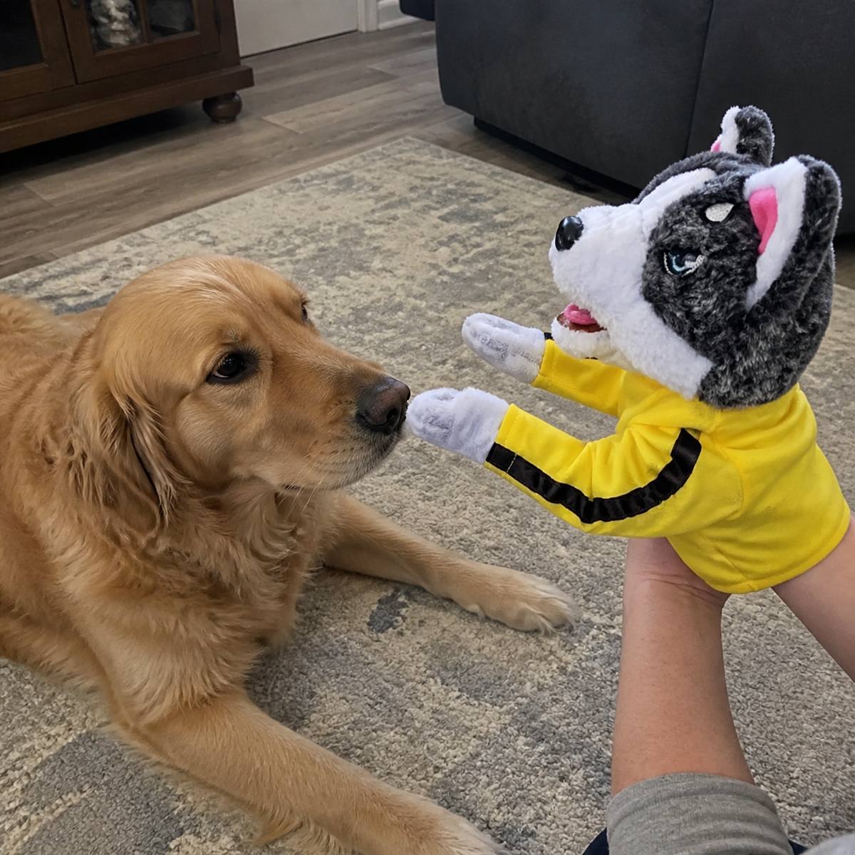 Demo customer photo 2 showing Boxing Husky Hand Puppet in use