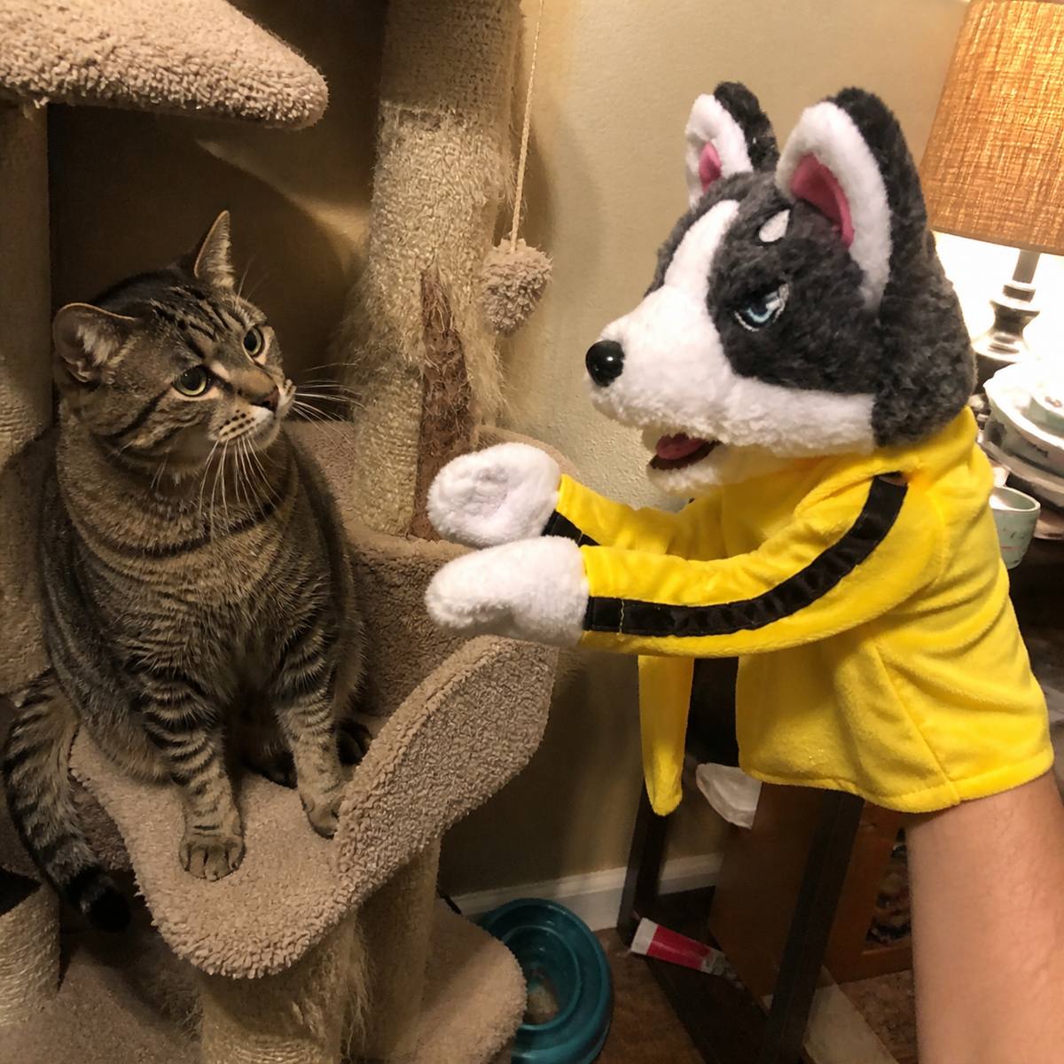 Demo customer photo 6 showing Boxing Husky Hand Puppet in use
