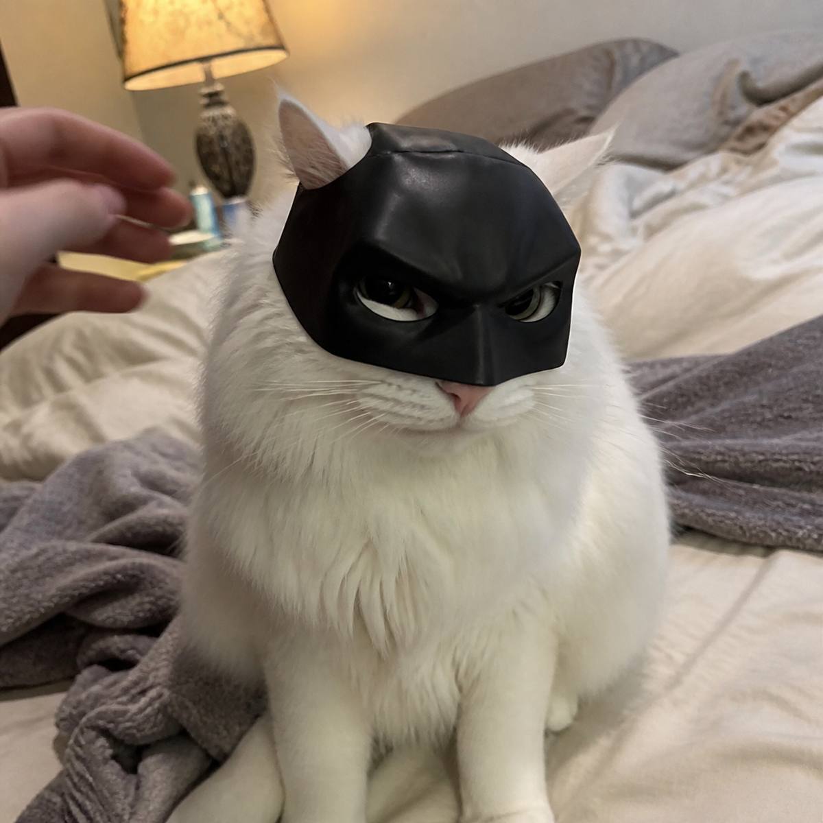Demo customer photo 2 showing Cat Bat Mask in use