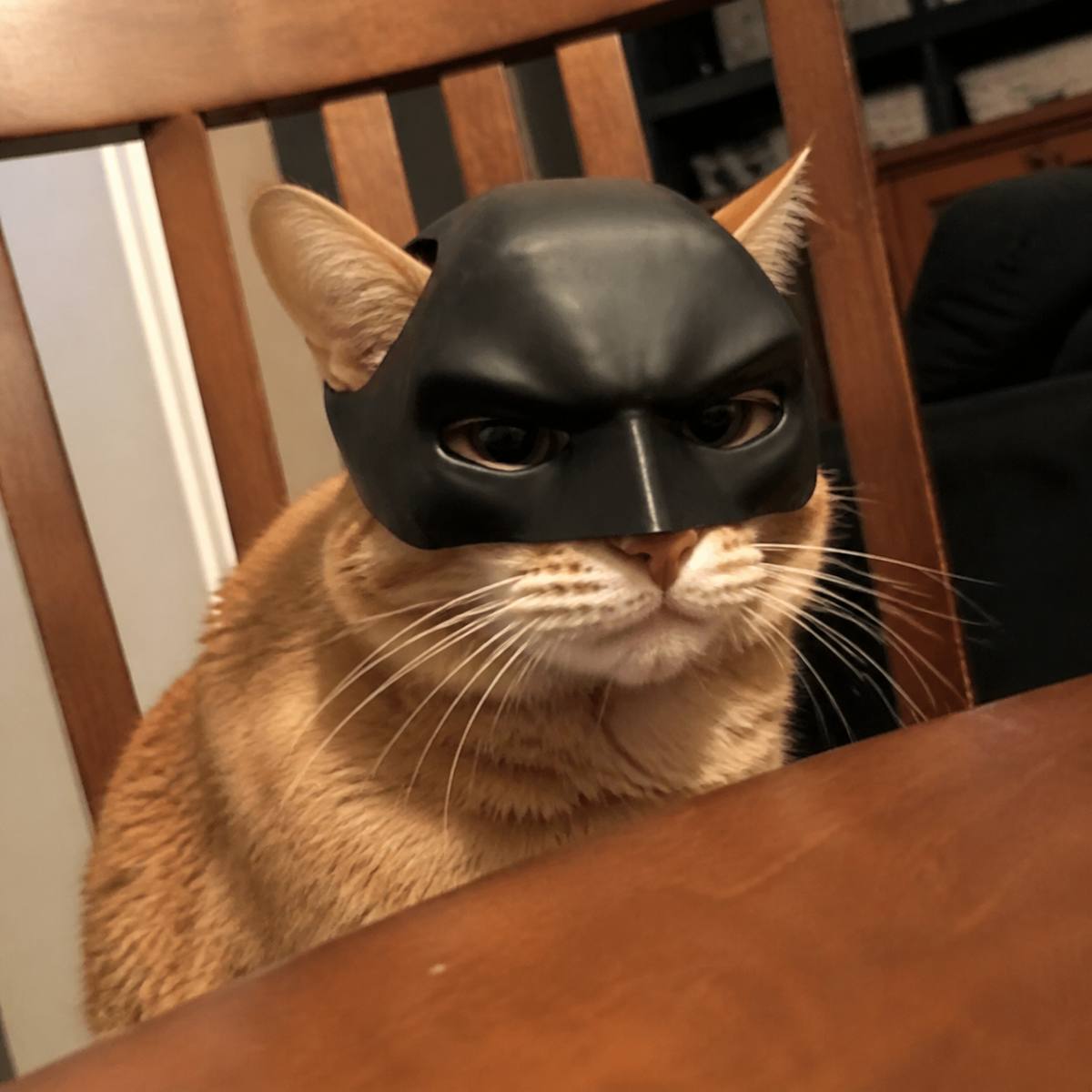 Demo customer photo 4 showing Cat Bat Mask in use