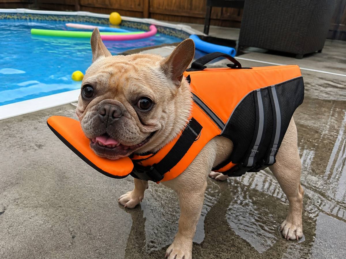 Demo customer photo 2 showing Dog Life Jacket in use