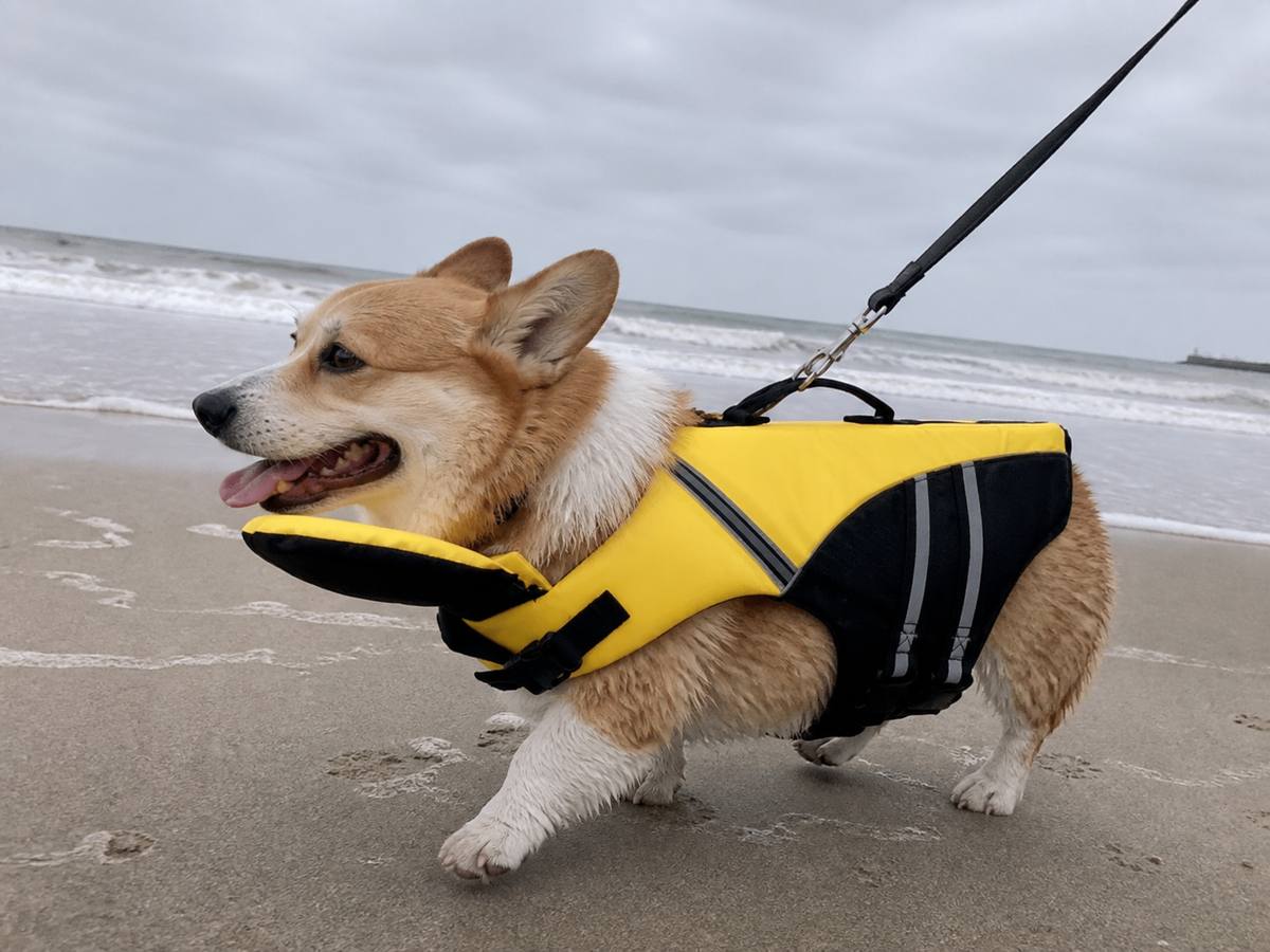 Demo customer photo 3 showing Dog Life Jacket in use