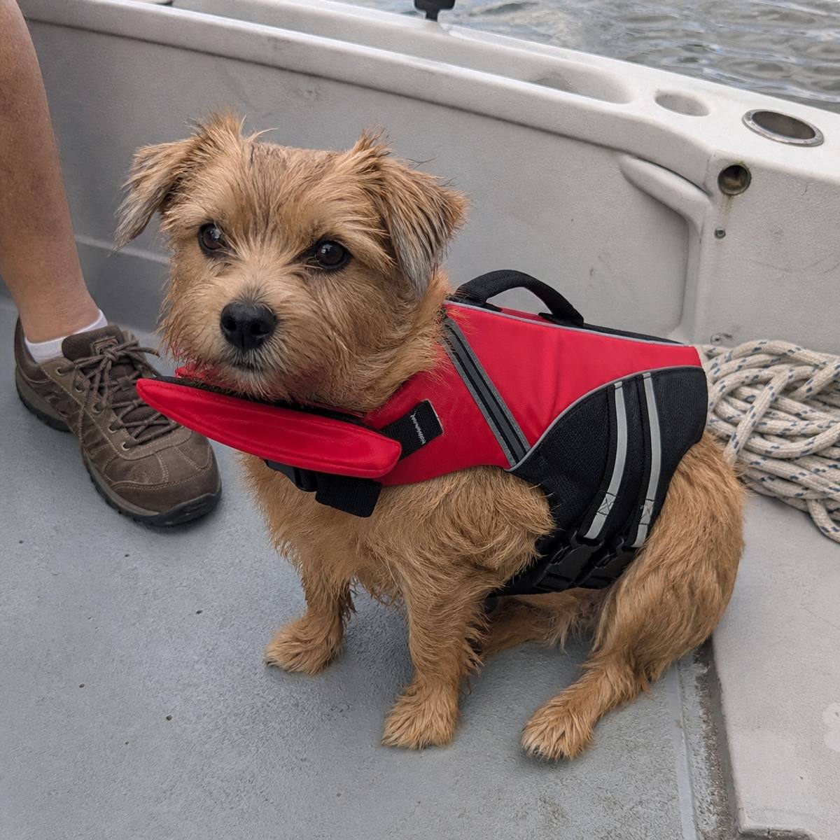Demo customer photo 4 showing Dog Life Jacket in use