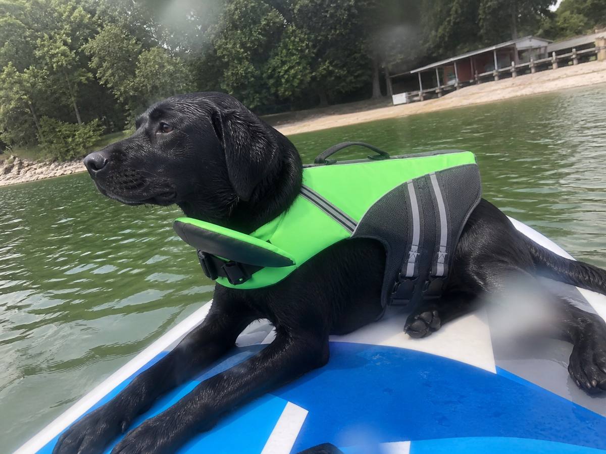 Demo customer photo 5 showing Dog Life Jacket in use