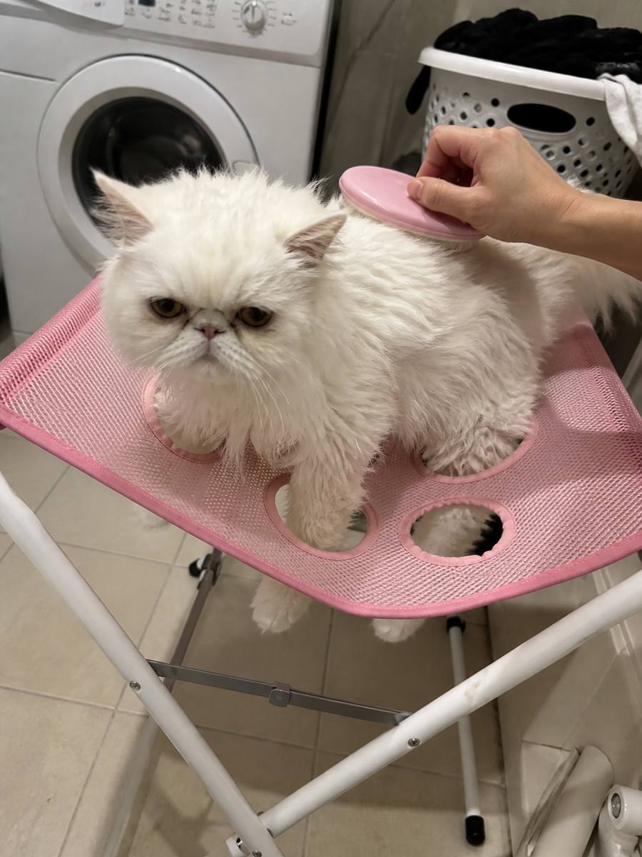 Demo customer photo 2 showing Foldable Pet Grooming Hammock Stand in use