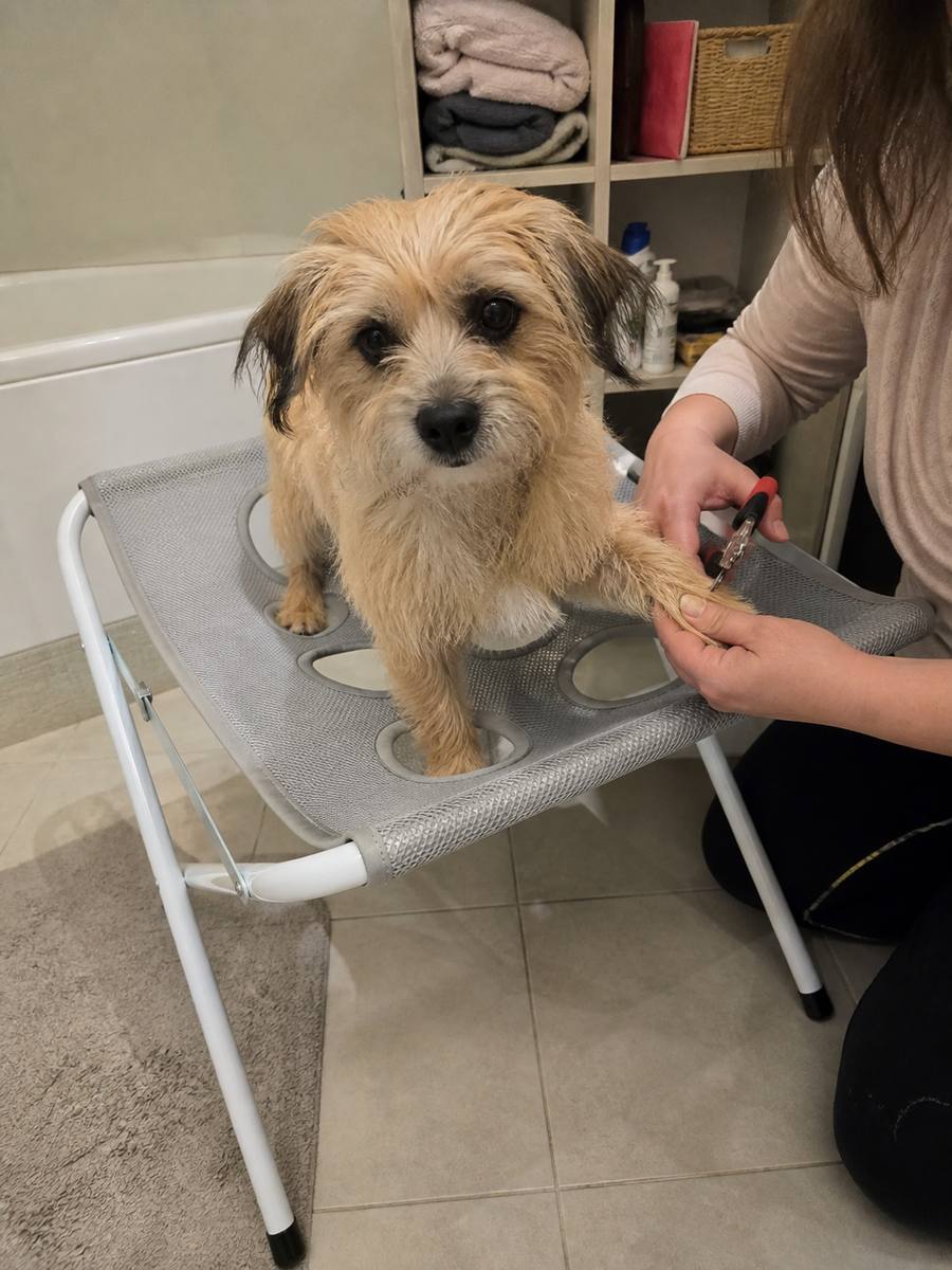 Demo customer photo 4 showing Foldable Pet Grooming Hammock Stand in use
