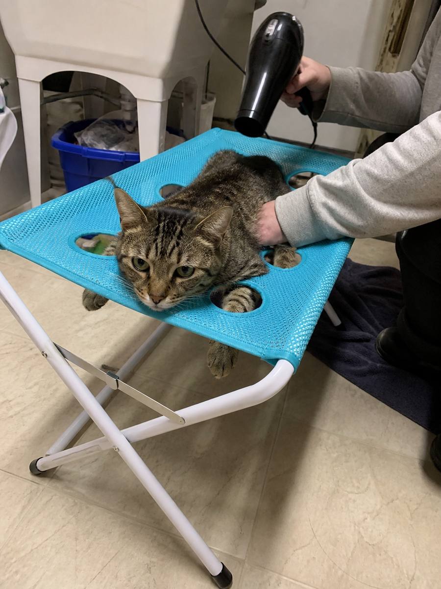 Demo customer photo 5 showing Foldable Pet Grooming Hammock Stand in use