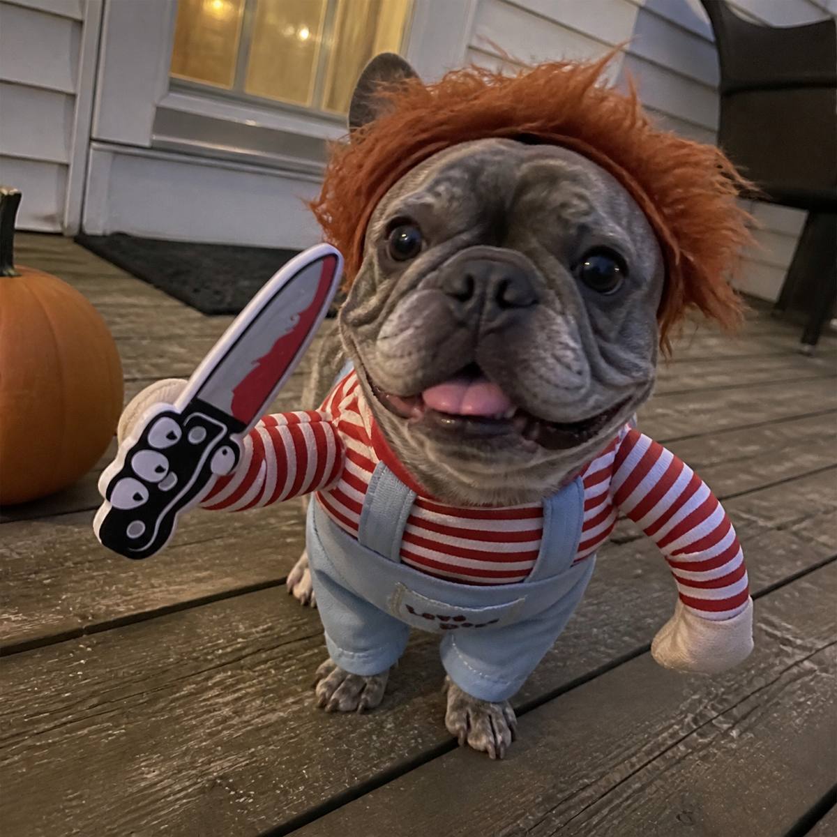Demo customer photo 3 showing Spooky Doll Pet Costume in use