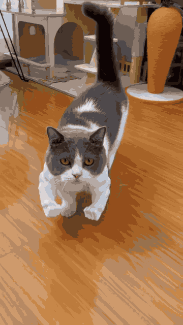 Cat Muscle Arms — See it in action 2