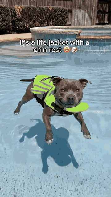 Dog Life Jacket — See it in action 3